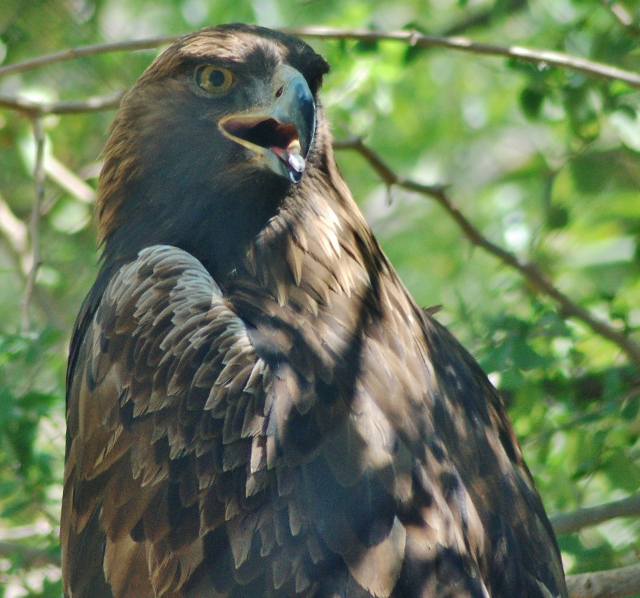 golden eagle